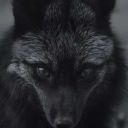 Blacks_fox