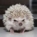 hedgehog_fir