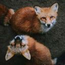 MaidelinFox