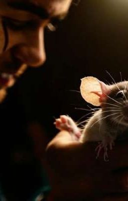 Арсен и стая крыс