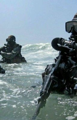 Морские котики