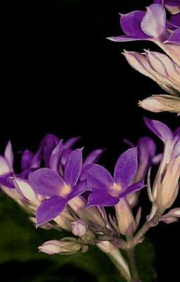 Необычная жизнь✨