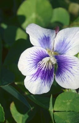 Соберись медвежонок