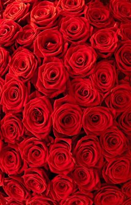 Приключения Регины