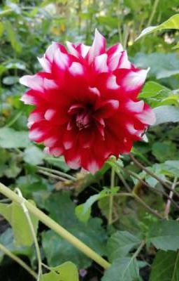 сборник разных страшилок