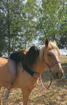 𝐿𝐼𝐵𝑅𝐼𝐸 | ʙʏ Lɪssᴀ