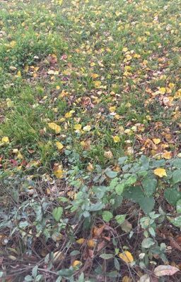 Последние объятия