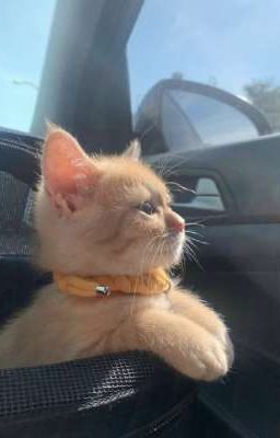 строчки из любимых песен