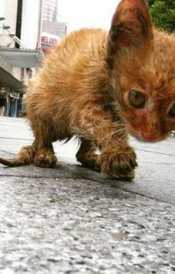 Бездомный пес