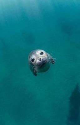 Выживание Тюленя