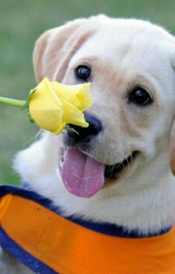 Собака и её отражение