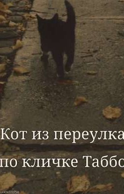 Кот из переулка по кличке Таббо.