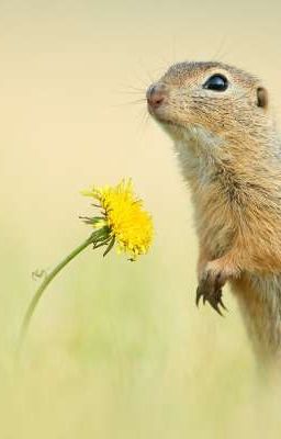 Сборник сказок о Сусликах