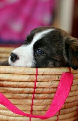 щенячя жизнь