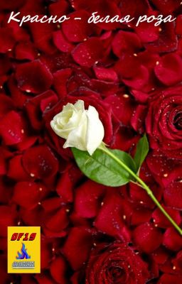 Красно - белая роза
