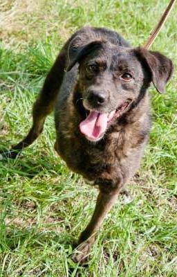 Одинокий пес