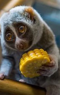 Азбука. Юмор для детей