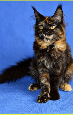 Мои персонажи.