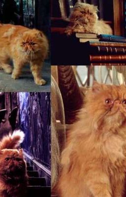 Регулус-Криволап