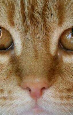 Жизнь кота Василия.