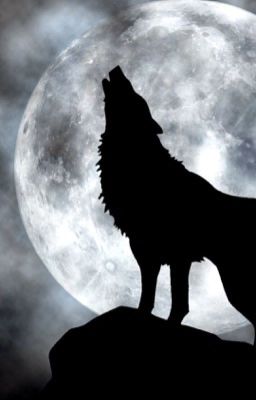 А волчица ли я?!