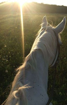 Хвоя, или поэзия о нас | Bʏ Lɪssᴀ