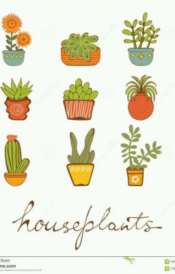 В любви лишь цветы.