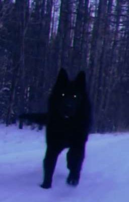 сестра Хадишевских : тайный мир 