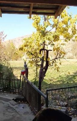 Вечно зелёное дерево!