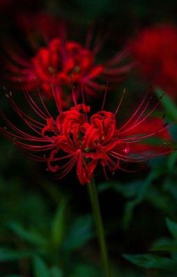 Я одержим тобой..