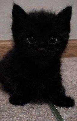 Litle black kitten  (Х͜͡ё͜͡н͜͡л͜͡и͜͡к͜͡с͜͡ы) 