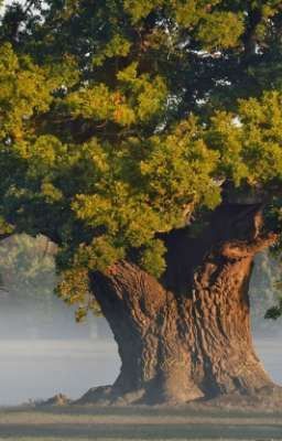 Могучий дуб