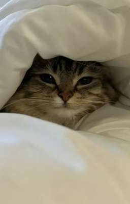 Oreo x XNH (Незаконченный Фанфик)