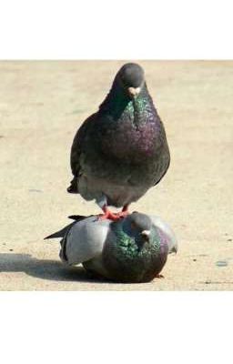 пернатая боль