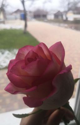 Мир двух государств