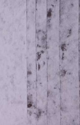 Снег. Начало Декабря.