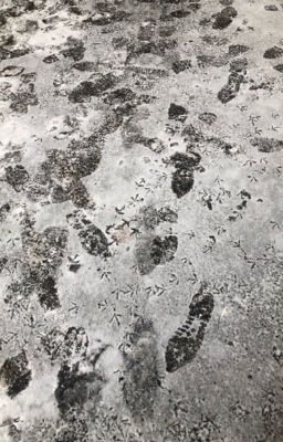 Харли и море