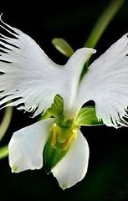 Любовь и вечность