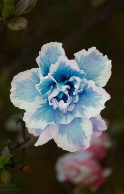 𝙵𝚒𝚊𝚕𝚔𝚒 𝚙𝚘𝚍𝚘 𝚕𝚍𝚘𝚖 🌺🧊