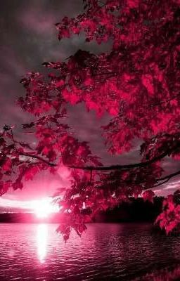 Клёны. НайтКилл