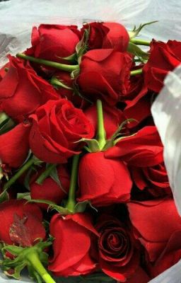 Беззаботная Жизнь 