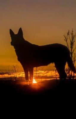 Собачья жизнь