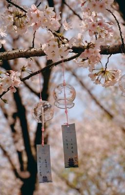 Письма под цветами вишни