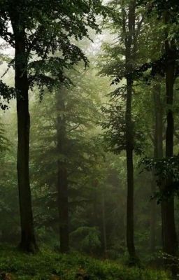 Летний лагерь