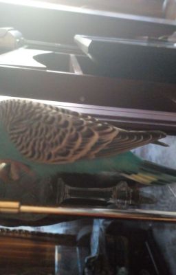 ~Жизнь моего Тошечки~ {ЗАВЕРШЁН}