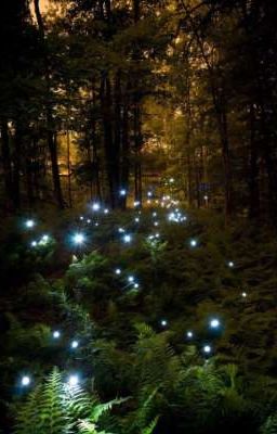 Магия в диком лесу.