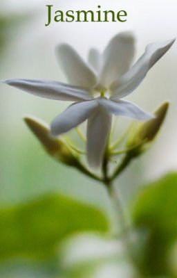 Родное утро