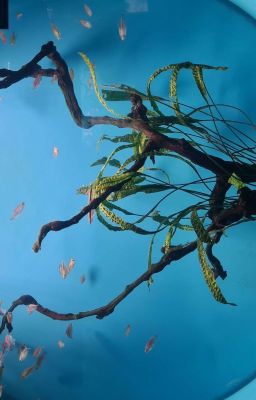 Жизнь ради мести