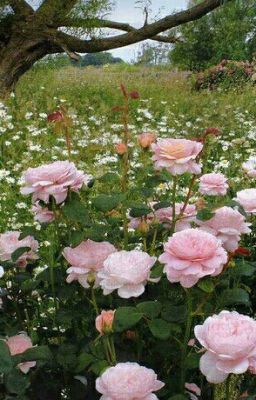 Милые Обманщицы