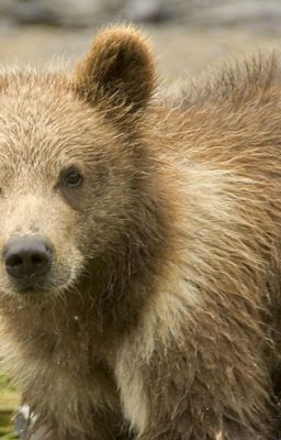 Медвежонок